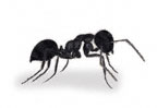Garden Ant - Ant Control Company in Nairobi Kenya