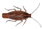 Cockroach Control and Eradication Company in Nairobi